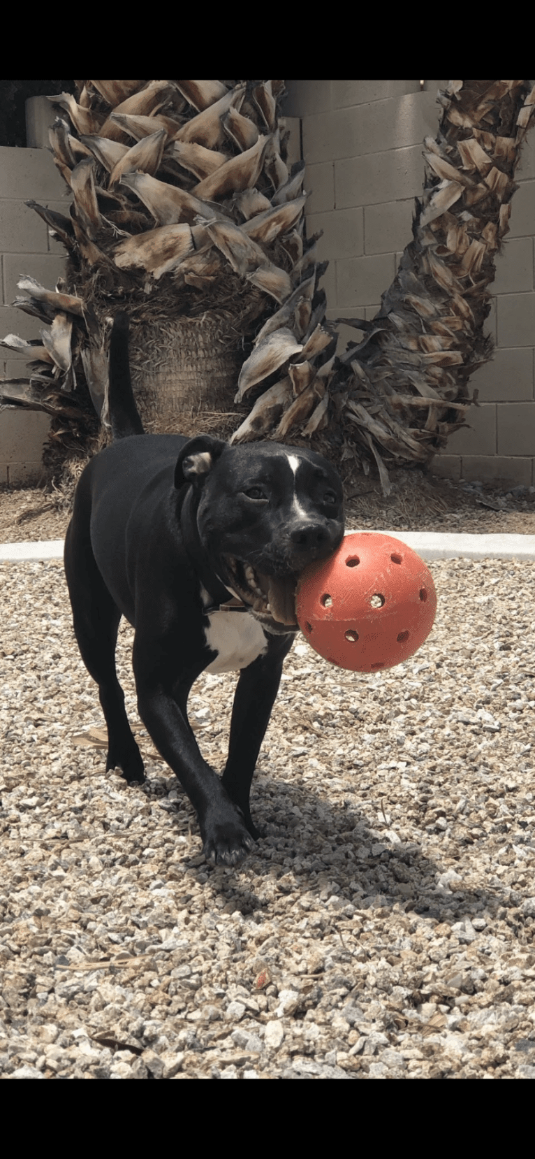 Mickey, an American Bully tested with EmbarkVet.com