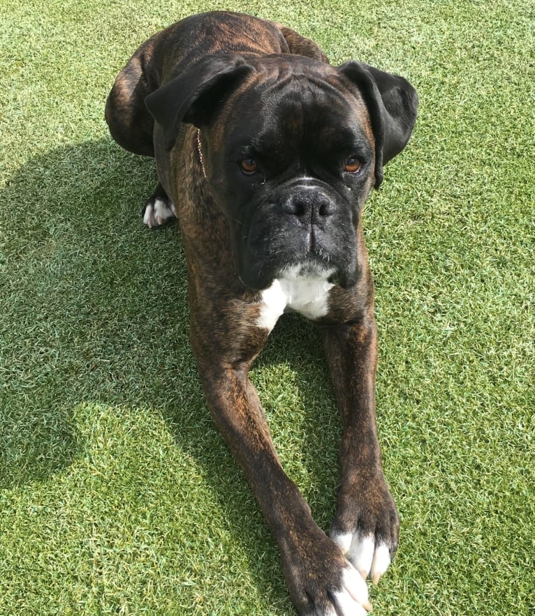 Murray, a Boxer tested with EmbarkVet.com