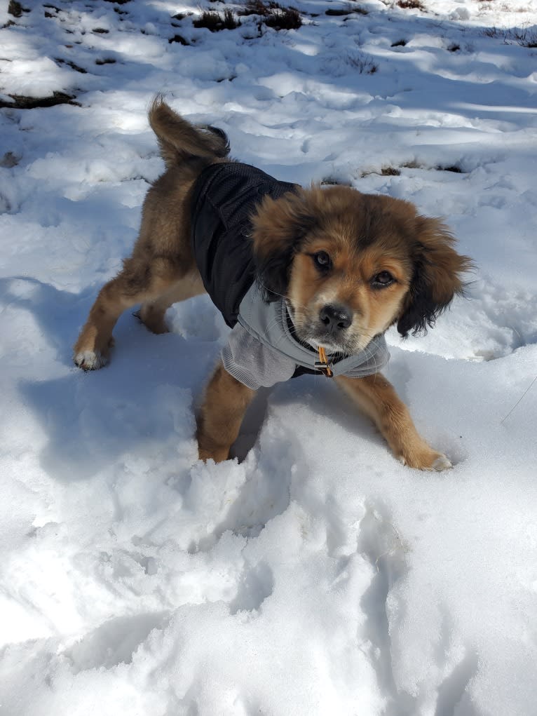 Kingston, an American Pit Bull Terrier and Chow Chow mix tested with EmbarkVet.com