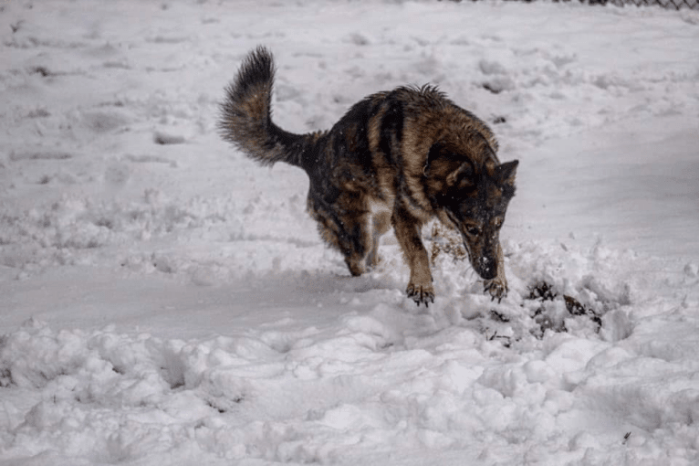 Riley, a German Shepherd Dog and Siberian Husky mix tested with EmbarkVet.com