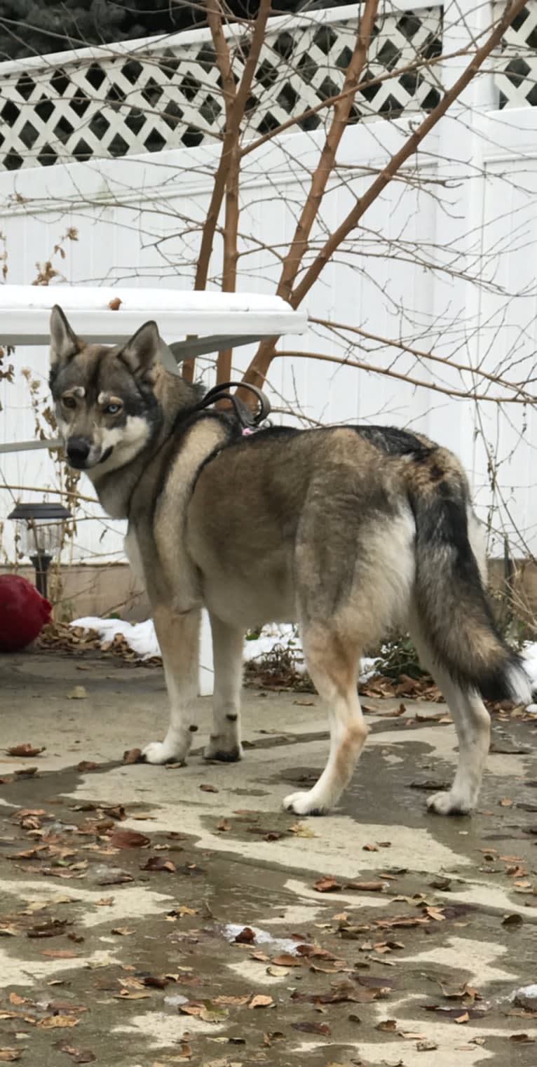 Kleo, a Siberian Husky and German Shepherd Dog mix tested with EmbarkVet.com