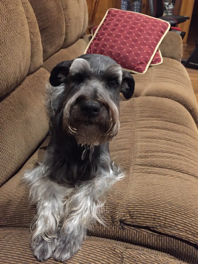 Zola, a Miniature Schnauzer and Border Collie mix tested with EmbarkVet.com