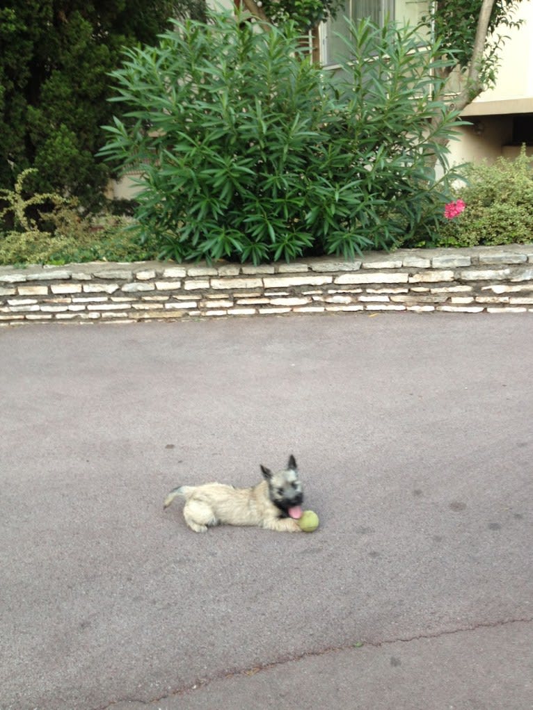 Nino, a Cairn Terrier tested with EmbarkVet.com