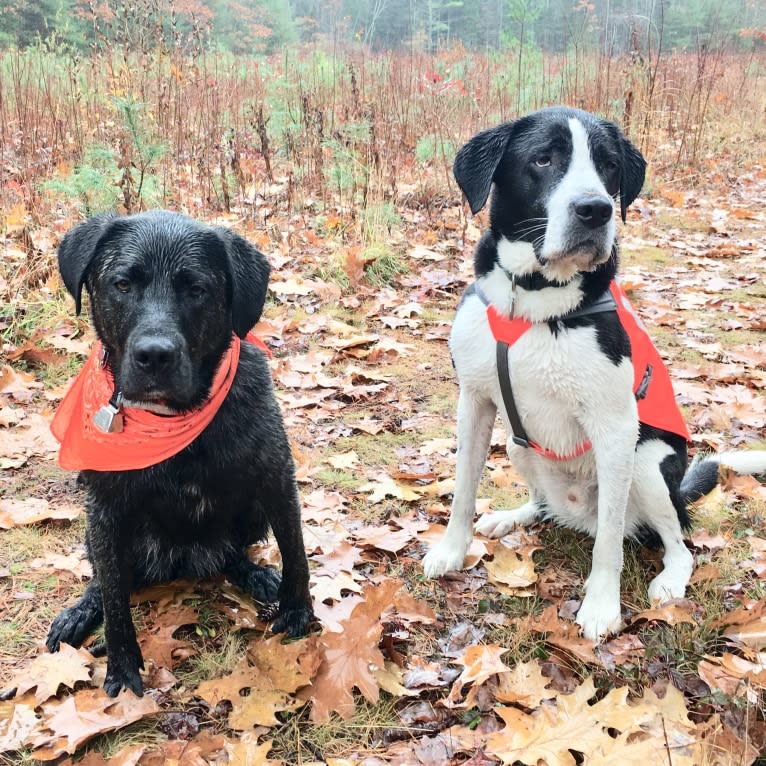 Ula, a Labrador Retriever and Saint Bernard mix tested with EmbarkVet.com