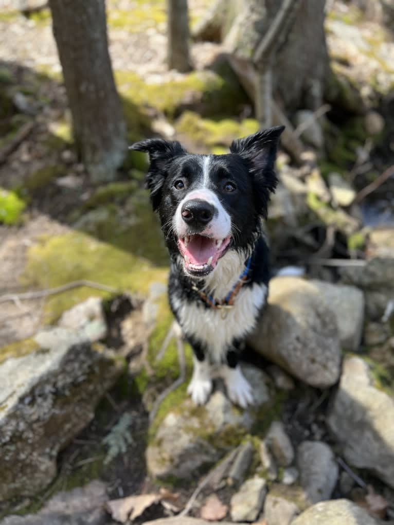 DDF Arlo, a Border Collie tested with EmbarkVet.com