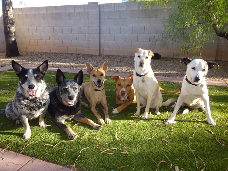 Bean, a Chow Chow and Chihuahua mix tested with EmbarkVet.com