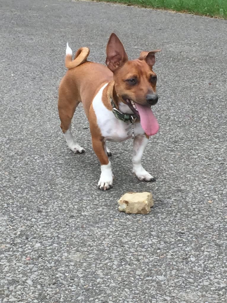Romeo, a Taco Terrier tested with EmbarkVet.com