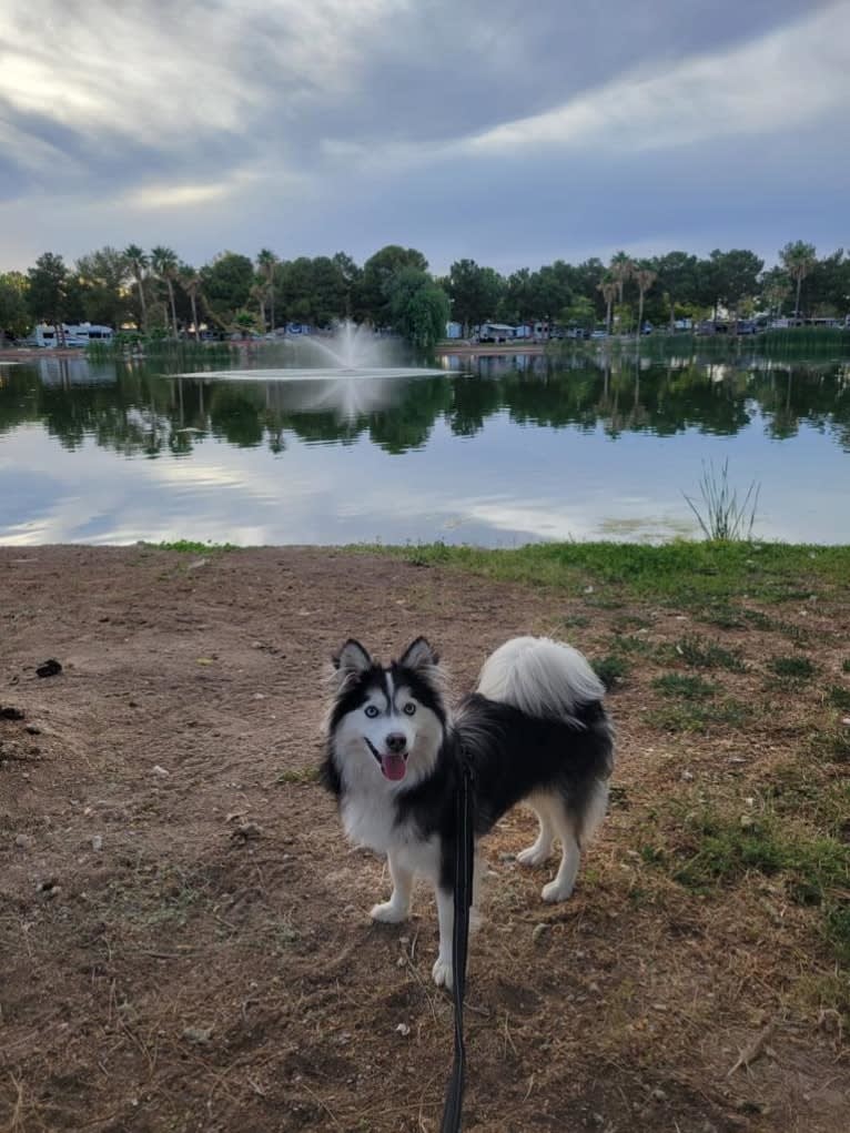 Sylas, a Siberian Husky and Pomeranian mix tested with EmbarkVet.com