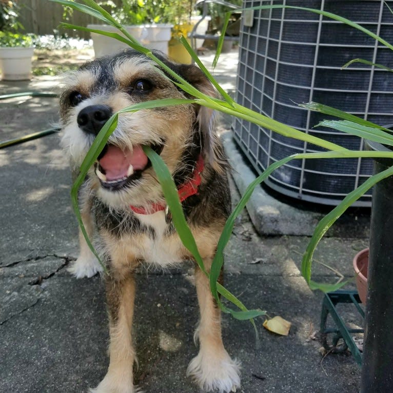 Iggy Pup, a Cavalier King Charles Spaniel and Miniature Schnauzer mix tested with EmbarkVet.com