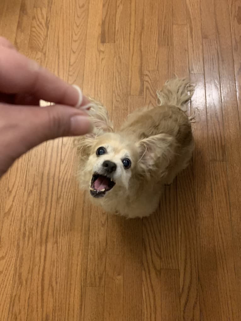 Sunny, a Cocker Spaniel and Chihuahua mix tested with EmbarkVet.com