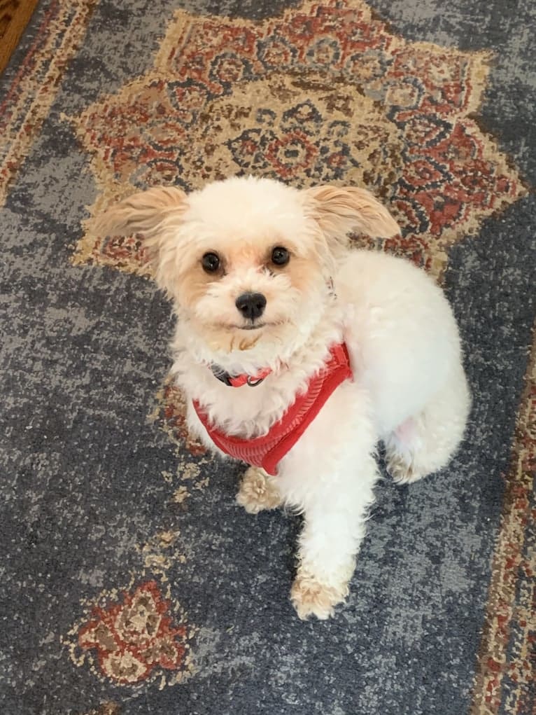 Mitai, a Poodle (Small) and Cocker Spaniel mix tested with EmbarkVet.com