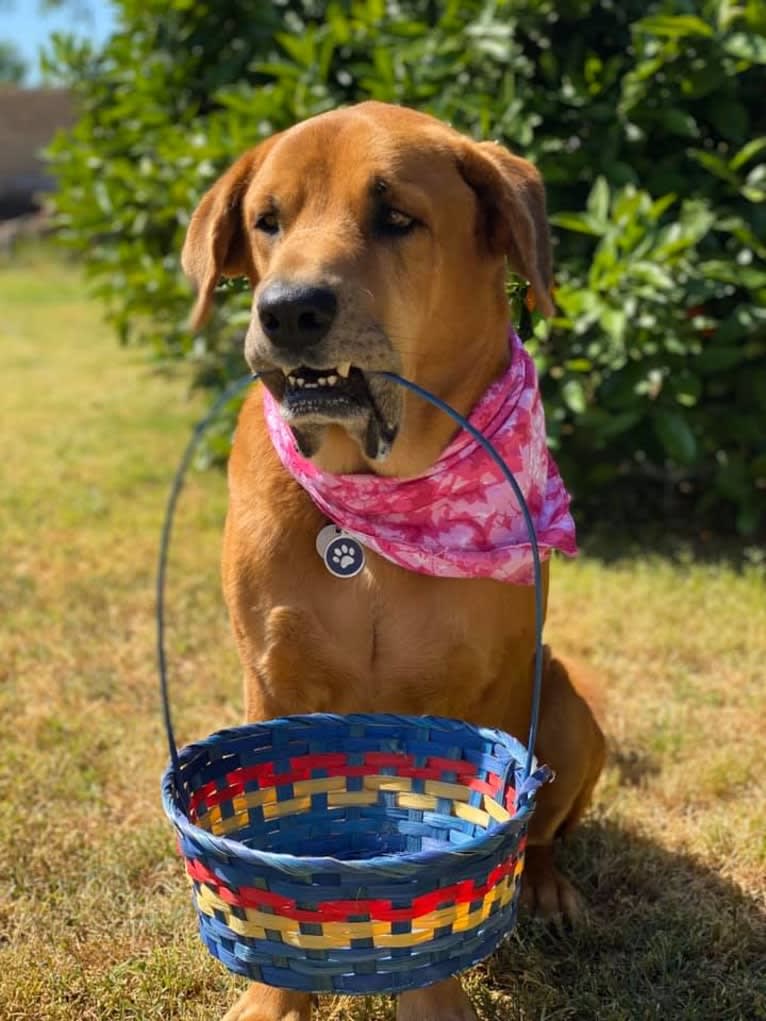 Dozer, a Chow Chow and Rottweiler mix tested with EmbarkVet.com