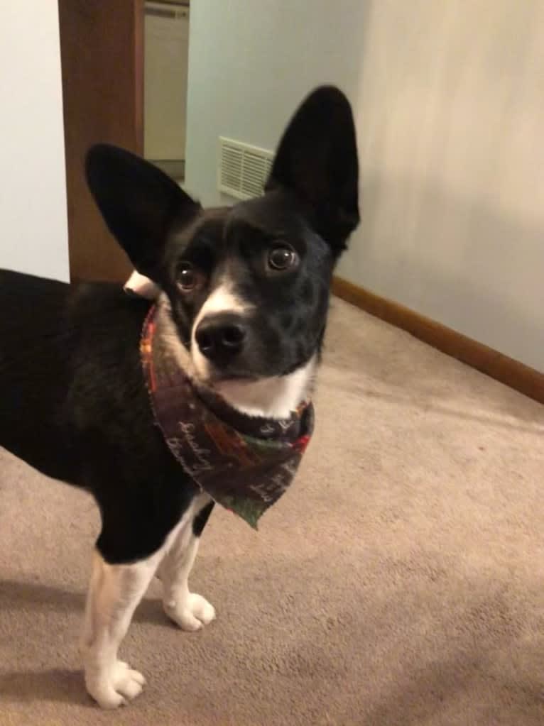 Newt, an Australian Cattle Dog and Border Collie mix tested with EmbarkVet.com