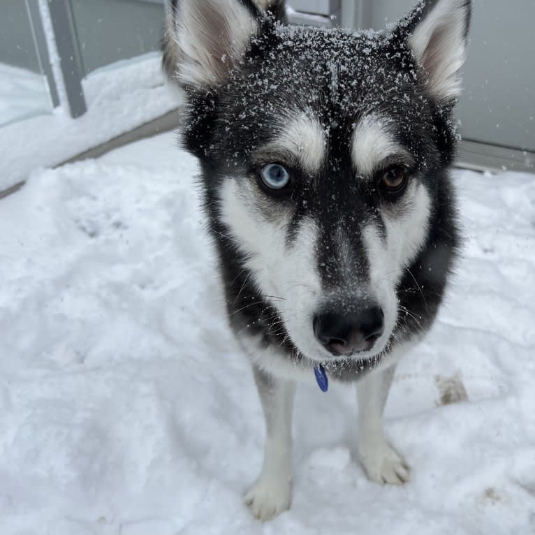 Misha, a Siberian Husky and German Shepherd Dog mix tested with EmbarkVet.com