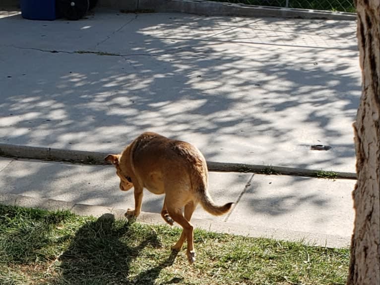 James Dean Bonham, a Chihuahua and Miniature Pinscher mix tested with EmbarkVet.com