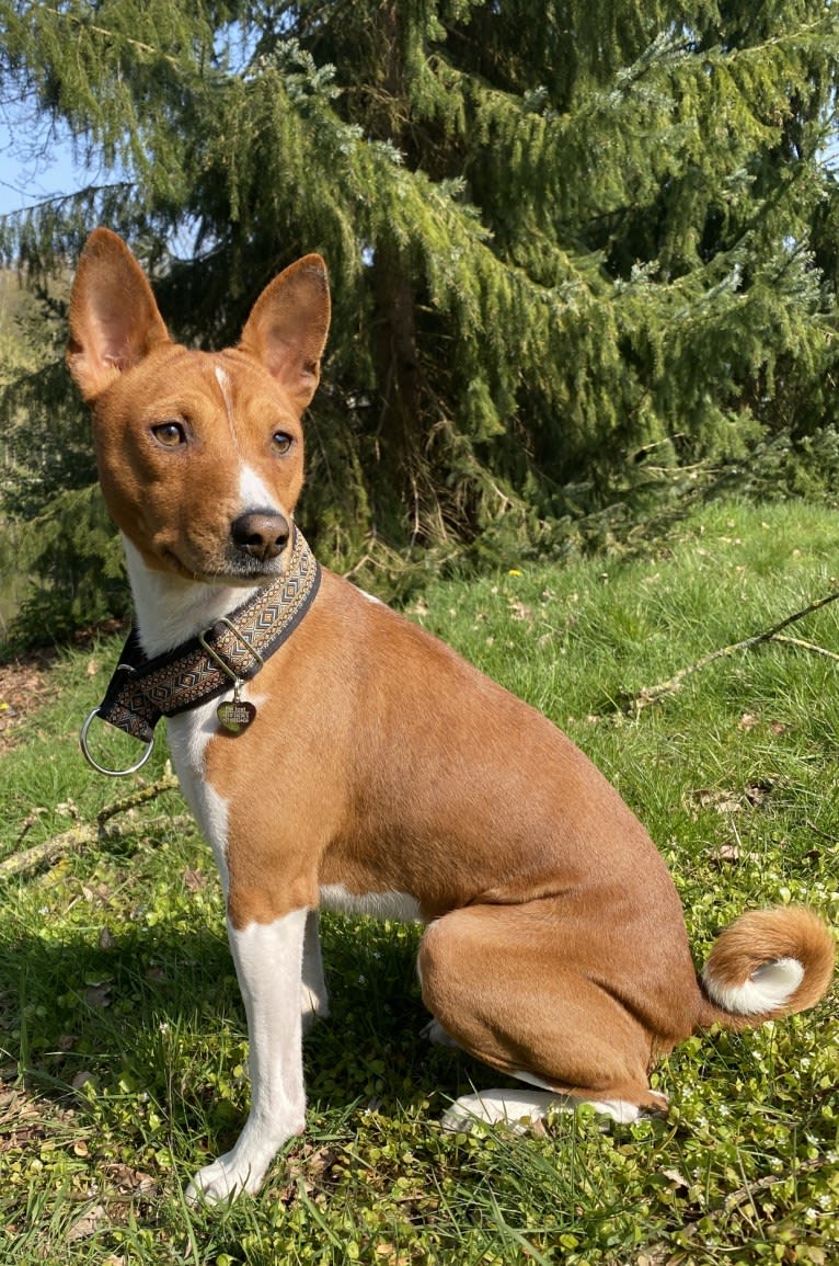 Dar Bony-Sona Cristofer Robin, a Basenji tested with EmbarkVet.com