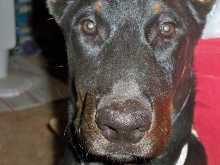 Meg, a Beauceron tested with EmbarkVet.com