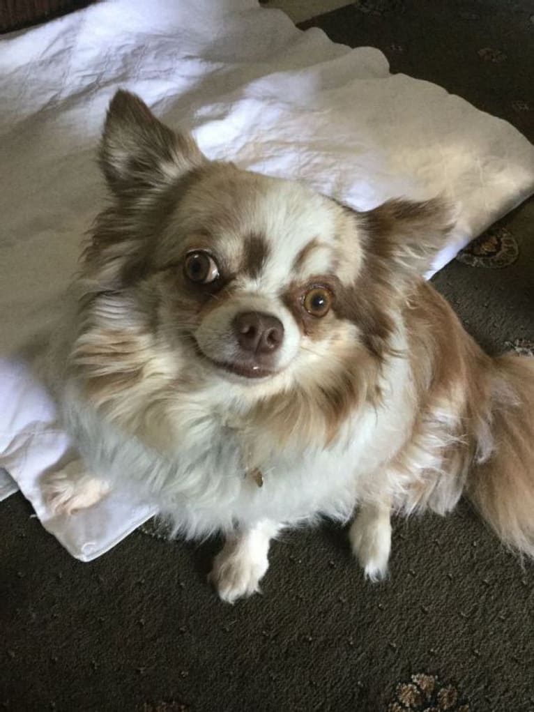 Jazzy, a Chihuahua tested with EmbarkVet.com