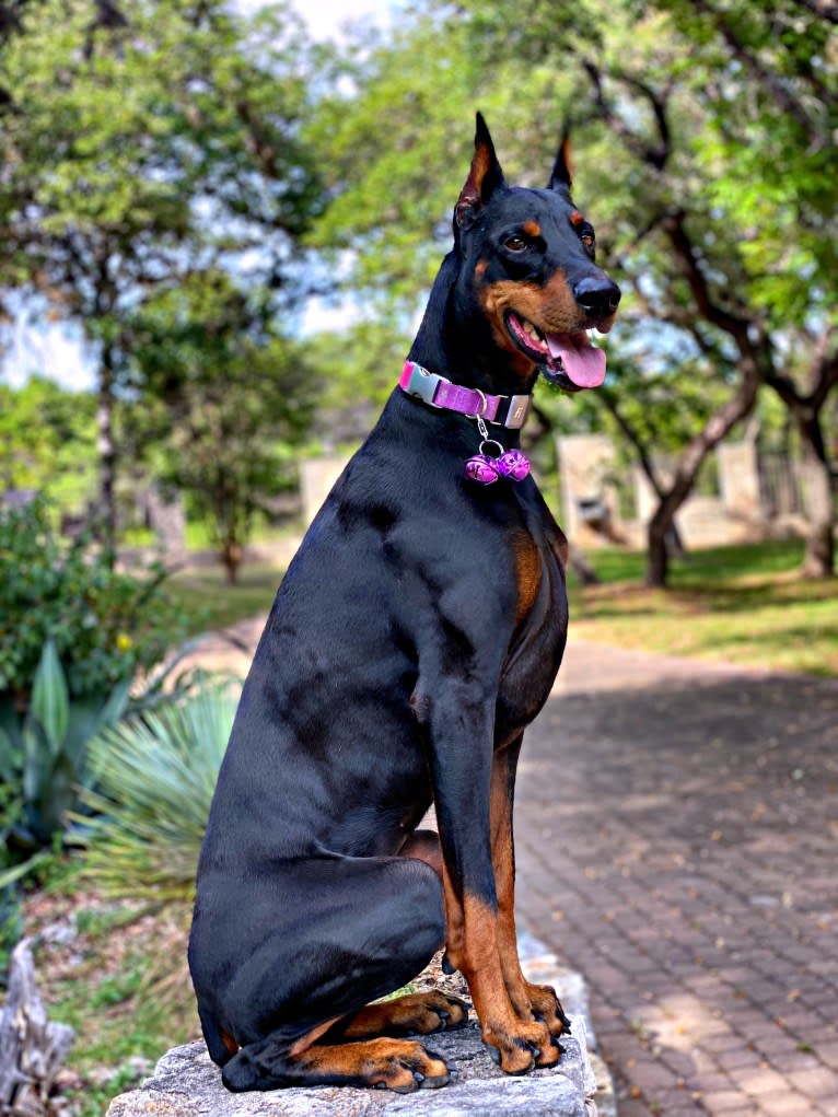 Lexie, a Doberman Pinscher tested with EmbarkVet.com