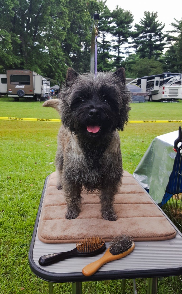 Stanley, a Cairn Terrier tested with EmbarkVet.com