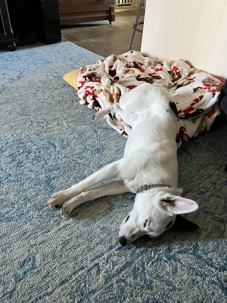 Luke Skywalker, an Australian Cattle Dog and Rat Terrier mix tested with EmbarkVet.com