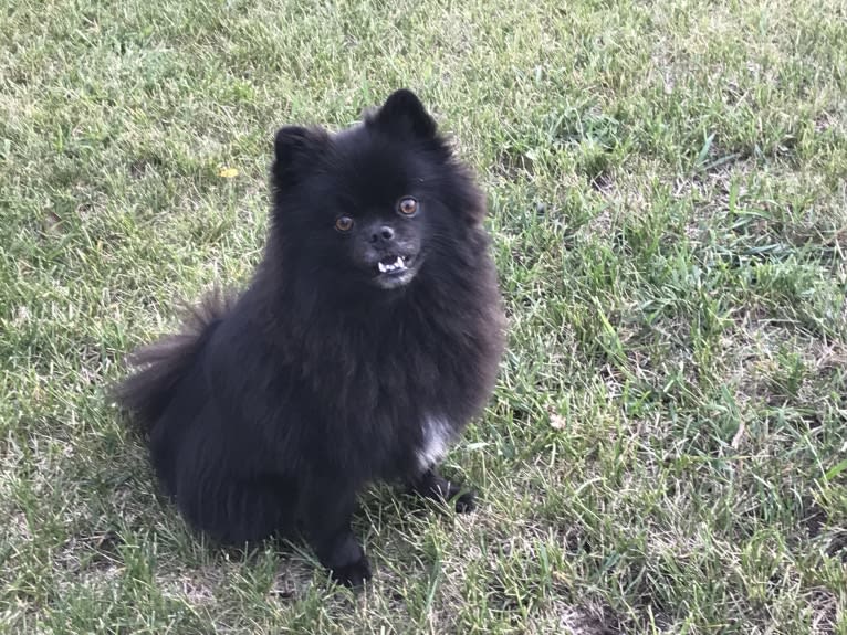 Marlin, a Pomeranian tested with EmbarkVet.com