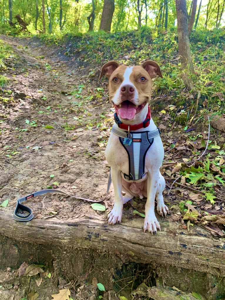 Prince, an American Pit Bull Terrier tested with EmbarkVet.com