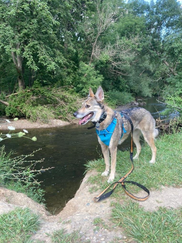 Indigo, a German Shepherd Dog and Belgian Malinois mix tested with EmbarkVet.com