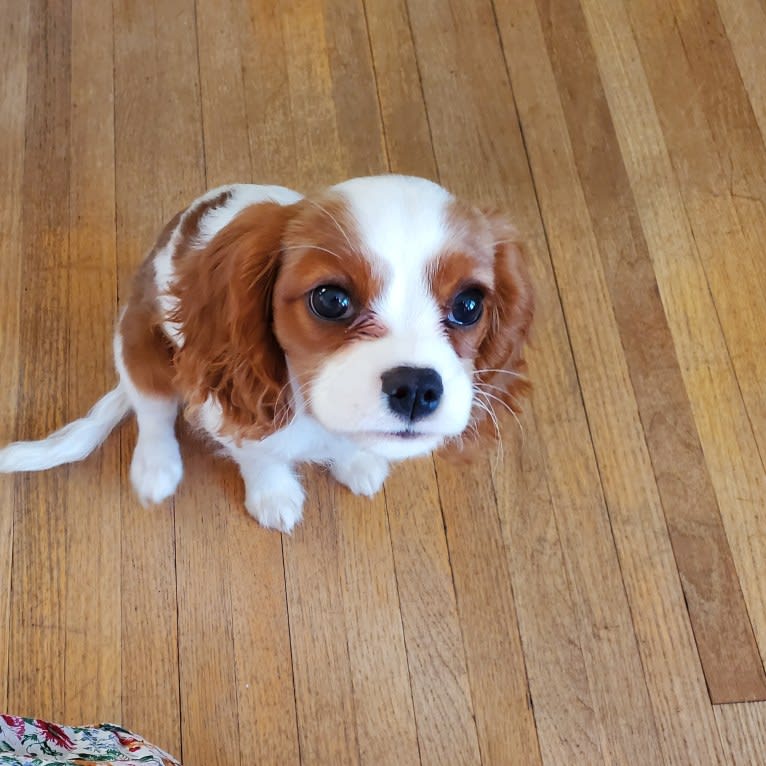 Princess Amelia the First (Millie), a Cavalier King Charles Spaniel tested with EmbarkVet.com