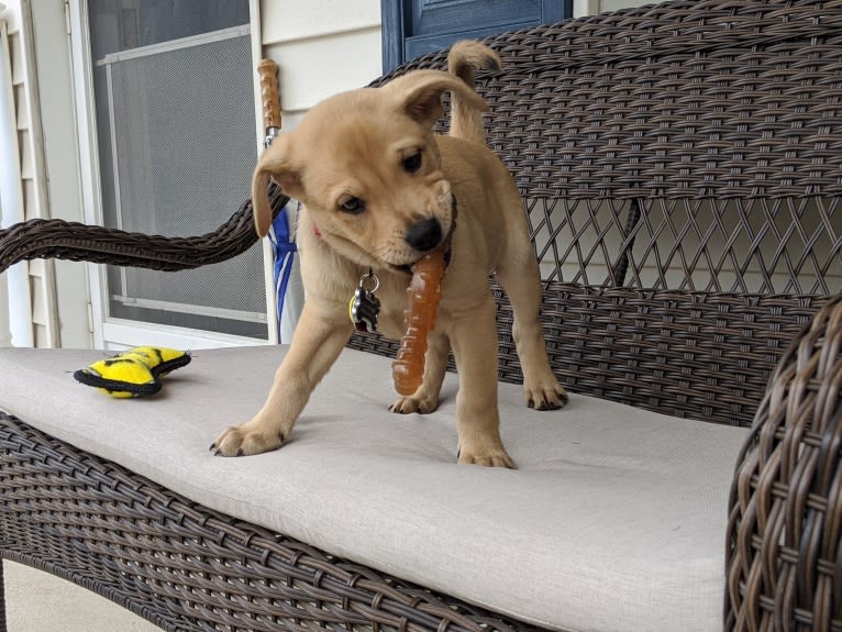 Willie Kirsch, a Labrador Retriever and American Pit Bull Terrier mix tested with EmbarkVet.com