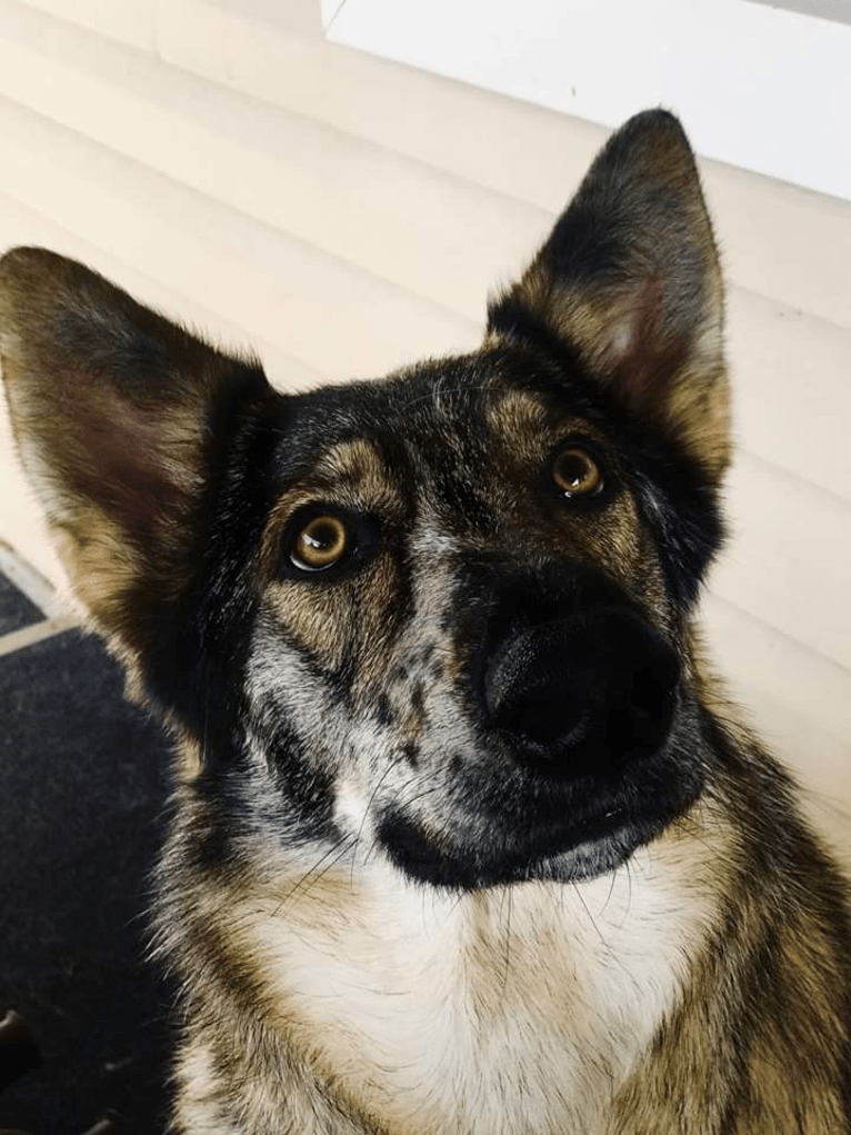 Riley, a German Shepherd Dog and Siberian Husky mix tested with EmbarkVet.com