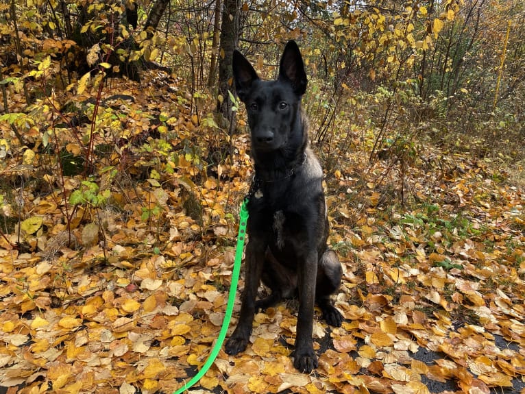 Earth Empire’s Great Uniter “Kuvira”, a Belgian Malinois and German Shepherd Dog mix tested with EmbarkVet.com