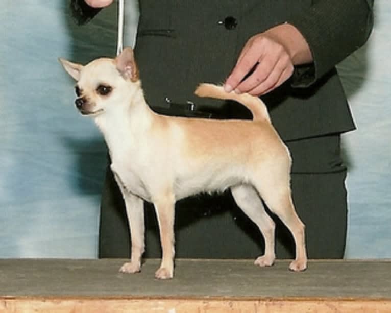 Piper, a Chihuahua tested with EmbarkVet.com