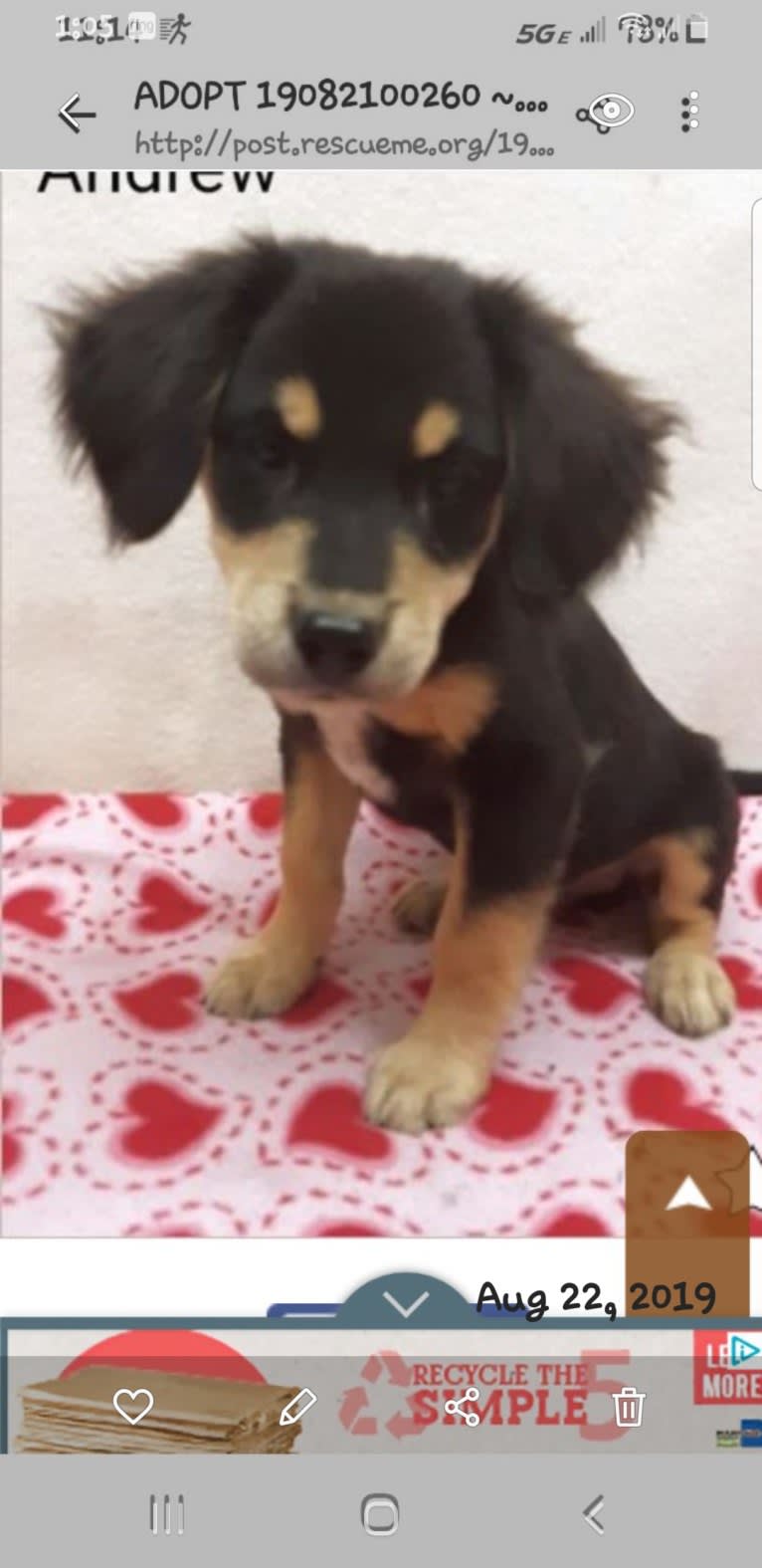 Sammy, a Chow Chow and Cocker Spaniel mix tested with EmbarkVet.com