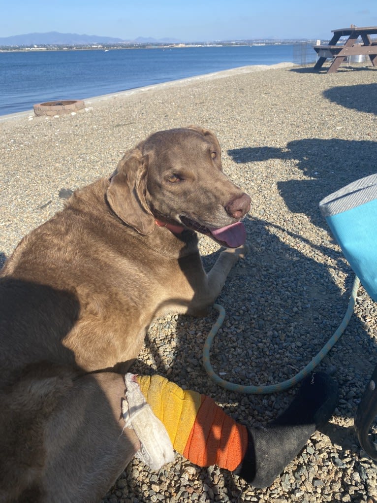 Freya, a Chesapeake Bay Retriever tested with EmbarkVet.com