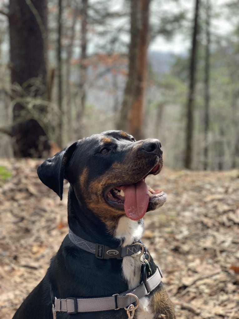 Caspian, a Rottweiler and American Pit Bull Terrier mix tested with EmbarkVet.com