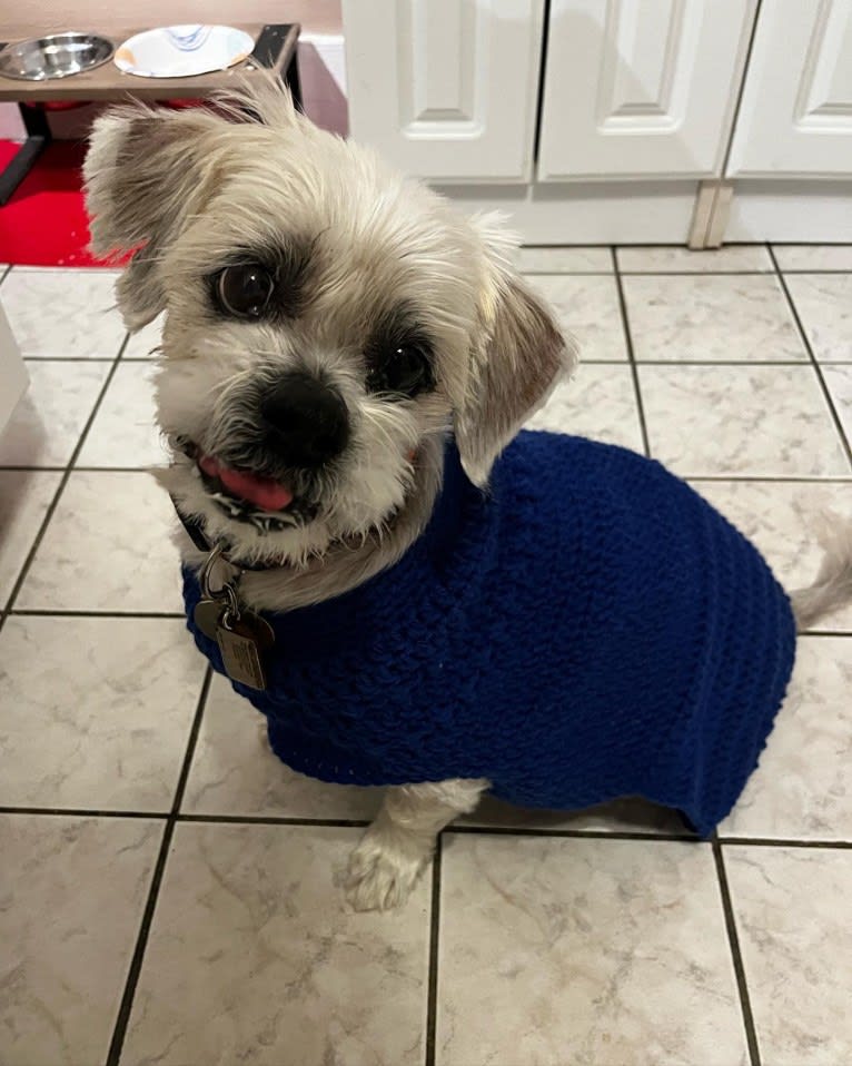 Nemo, a Lhasa Apso tested with EmbarkVet.com