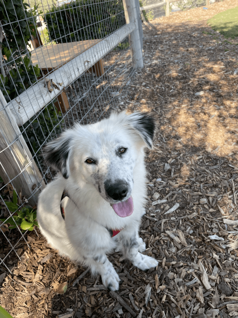 Kuzya, an Eastern European Village Dog tested with EmbarkVet.com