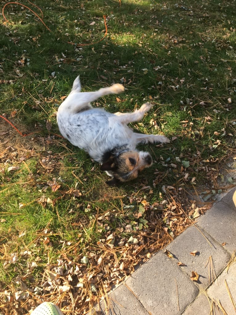 Juniper, a Chihuahua and Russell-type Terrier mix tested with EmbarkVet.com