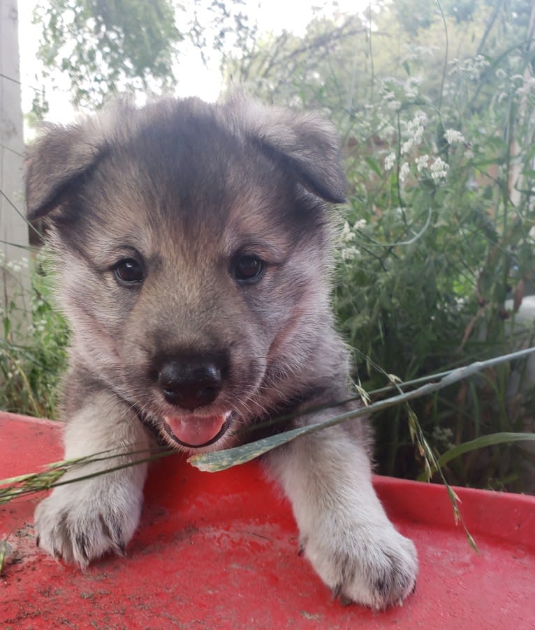 Rayne, an Alaskan-type Husky and German Shepherd Dog mix tested with EmbarkVet.com