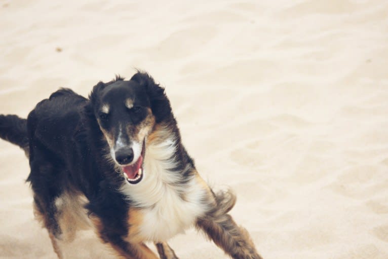 Raven, a Silken Windhound tested with EmbarkVet.com