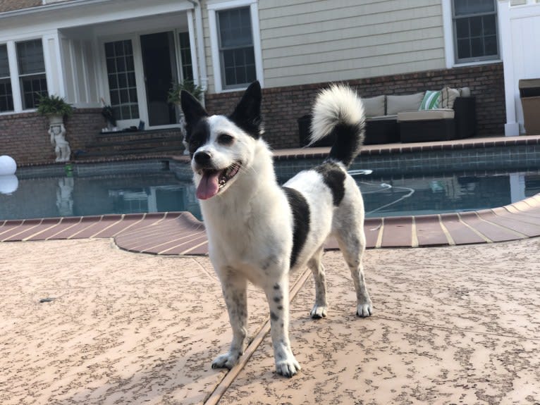 Jak, a Japanese or Korean Village Dog tested with EmbarkVet.com