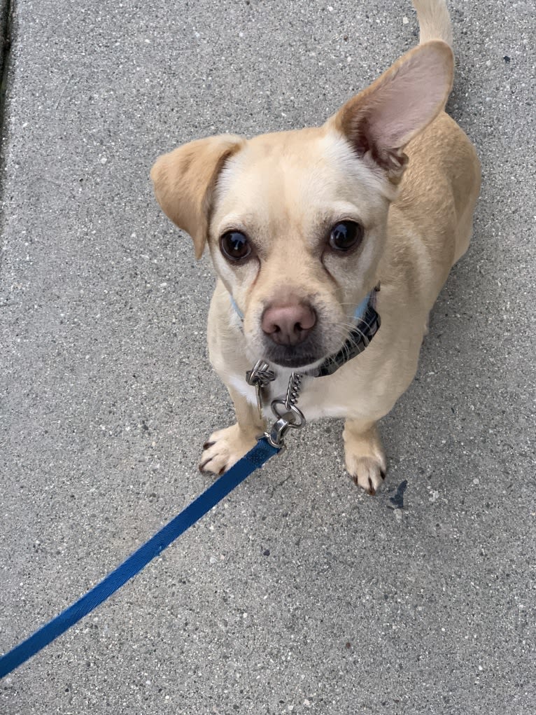 Dusty, a Poodle (Small) and Chihuahua mix tested with EmbarkVet.com