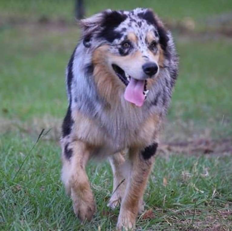 Dodge, an Australian Shepherd tested with EmbarkVet.com