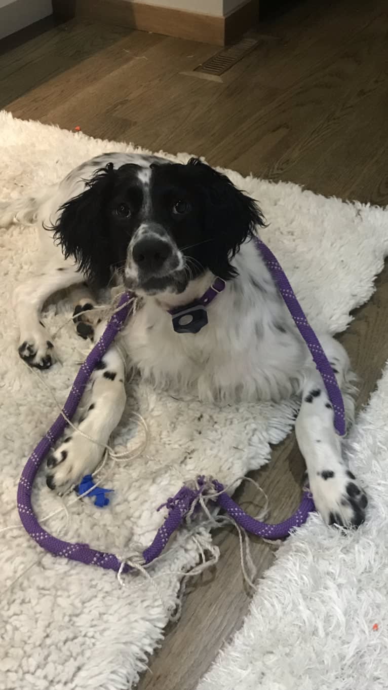 Emma, a Llewellin Setter tested with EmbarkVet.com