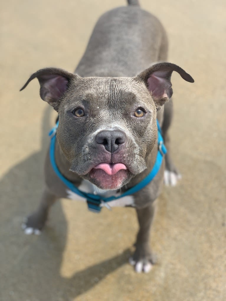 Indigo, an American Bully tested with EmbarkVet.com