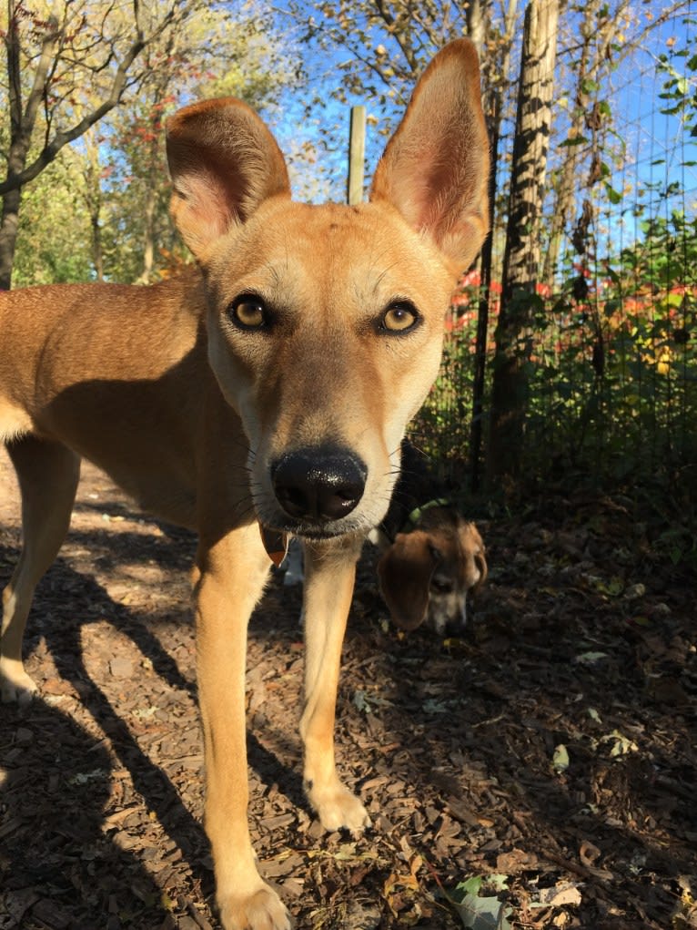 Ruby, a South Asian Village Dog tested with EmbarkVet.com