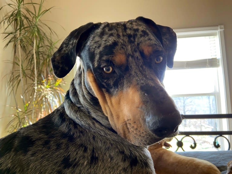 Roux, a Catahoula Leopard Dog tested with EmbarkVet.com