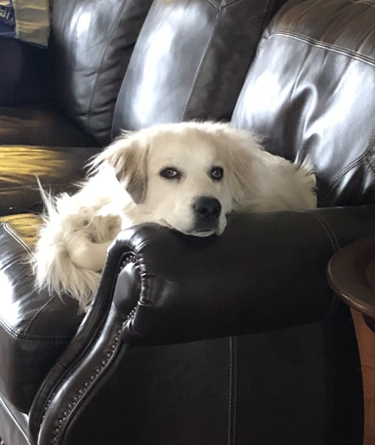 Rose, a Great Pyrenees tested with EmbarkVet.com