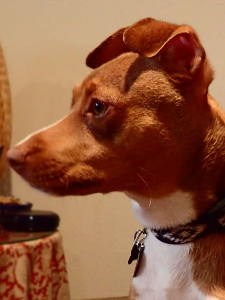 Einstein, a Staffordshire Terrier and Miniature Pinscher mix tested with EmbarkVet.com